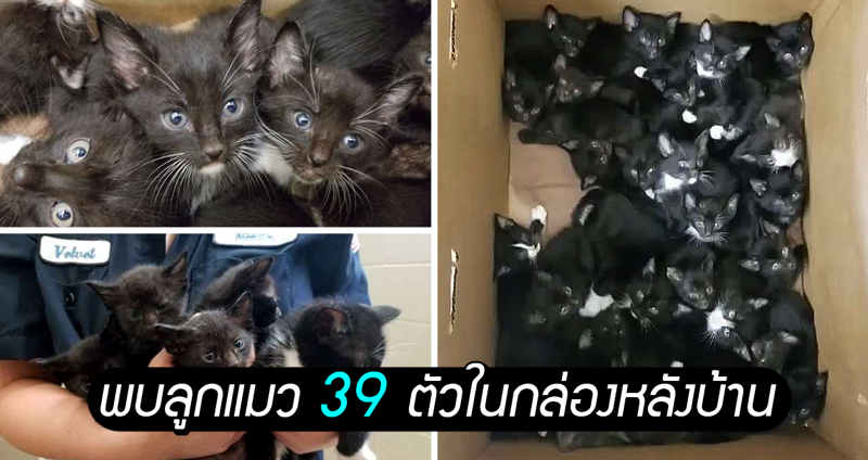 เยอะเกินไปแล้ว!! สาวแทบไม่เชื่อสายตา ตอนเห็นลูกแมว 39 ตัวถูกทิ้งไว้ในกล่อง