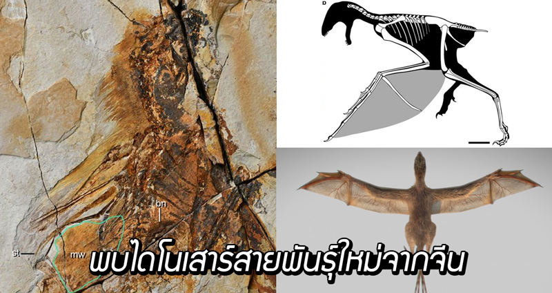 พบ “Ambopteryx longibrachium” ไดโนเสาร์สายพันธุ์ใหม่จากจีน ที่มีปีกเหมือนค้างคาว