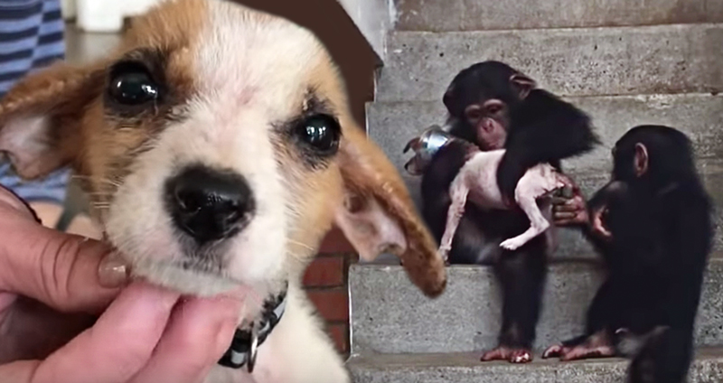 ‘ลูกหมาใกล้ตาย’ รอดมาได้อย่างน่าทึ่ง หลังได้รับความรักจากเพื่อนๆ ลิงชิมแปนซี