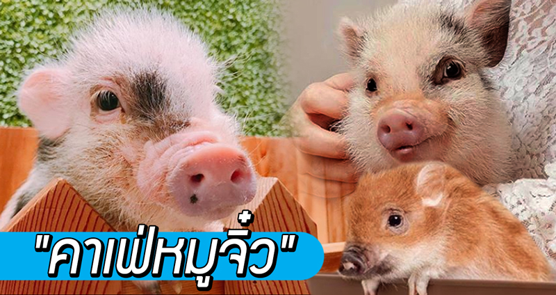 เปิดประสบการณ์ใหม่ นั่งชิลแบบนุ่มนิ่มไปกับเหล่าหมูน้อยใน “คาเฟ่หมูจิ๋ว”