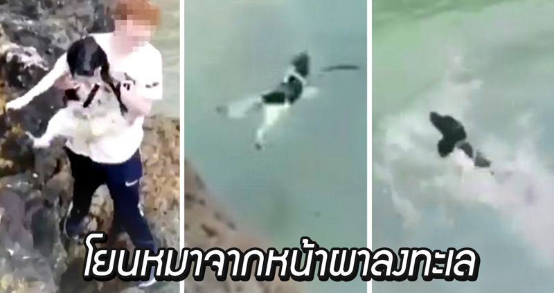 ตำรวจอังกฤษตามล่าตัวคนในคลิป ที่จับ “สุนัข” โยนจากหน้าผา ลงไปในทะเล