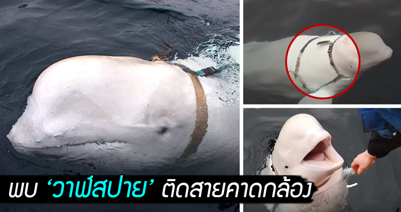 ชาวนอร์เวย์พบ ‘วาฬสปาย’ ติดสายคาดกล้องโผล่ทักทาย คาดว่ารัสเซียส่งมาสอดแนม…