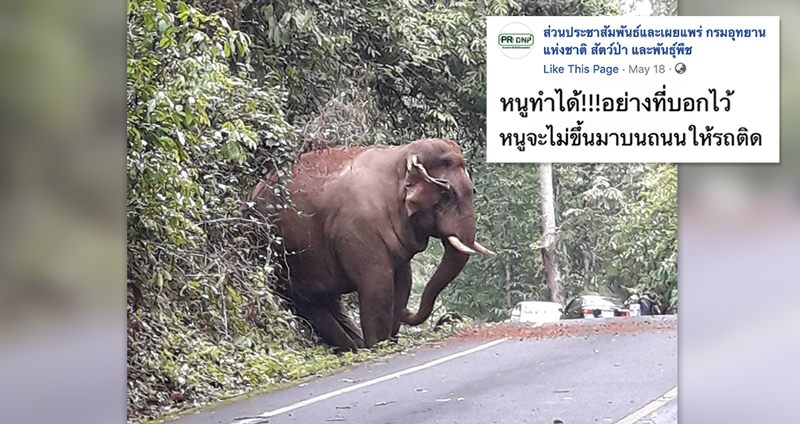 กรมอุทยานฯ แชร์ภาพ ‘ช้าง’ ไม่อยากทำให้รถติด เลยทำตัวเล็กที่สุด เล็กมากเลยลูก!!