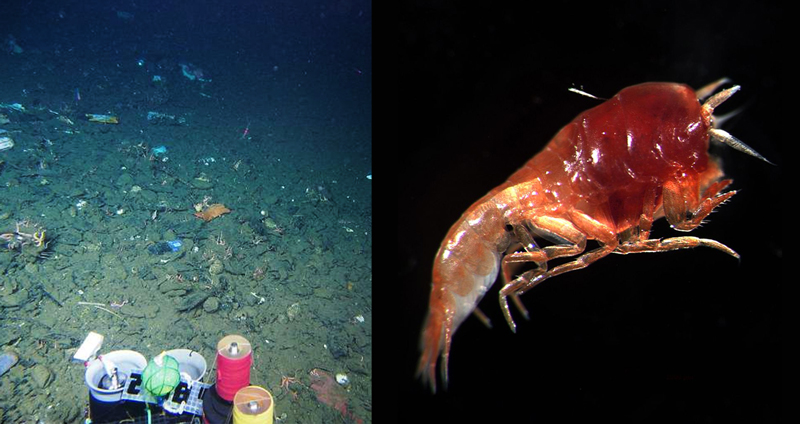 นักวิจัยพบสัตว์น้ำปนเปื้อนกัมมันตรังสีใต้ทะเลลึก เชื่อมาจากนิวเคลียร์ช่วงสงครามเย็น