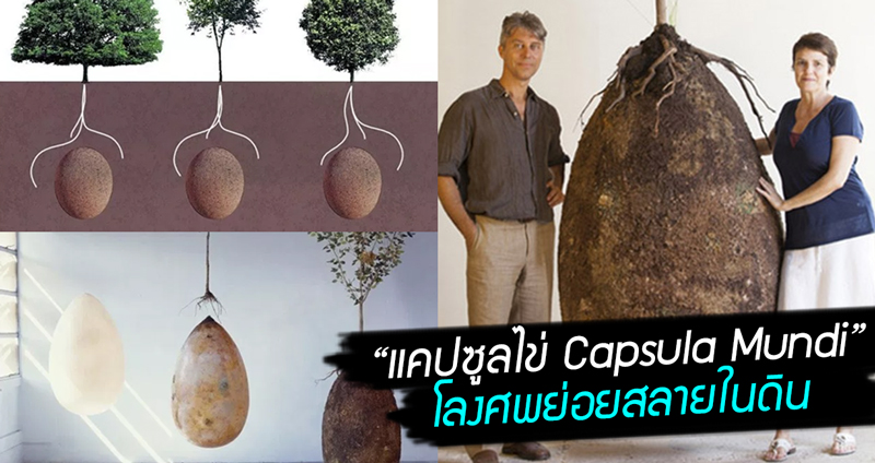 แคปซูลไข่ “Capsula Mundi” โลงศพย่อยสลายได้ เปลี่ยนร่างกายคุณให้เป็นปุ๋ย เพื่อประโยชน์ต่อโลก