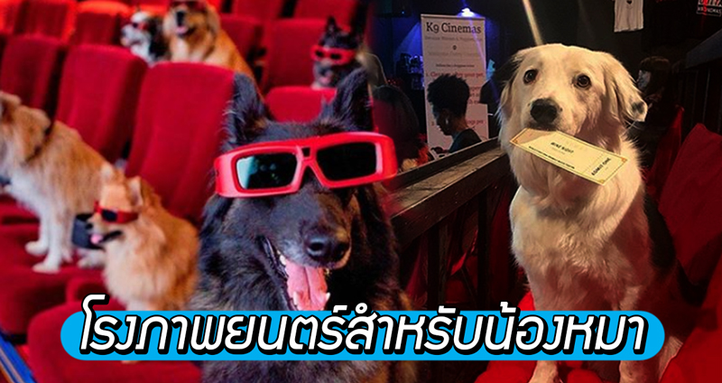 โรงภาพยนตร์สำหรับ ‘คนรักสัตว์’ อนุญาตให้พาน้องหมาเข้ามาดูหนังได้ แถมบริการไวน์แบบไม่อั้น!