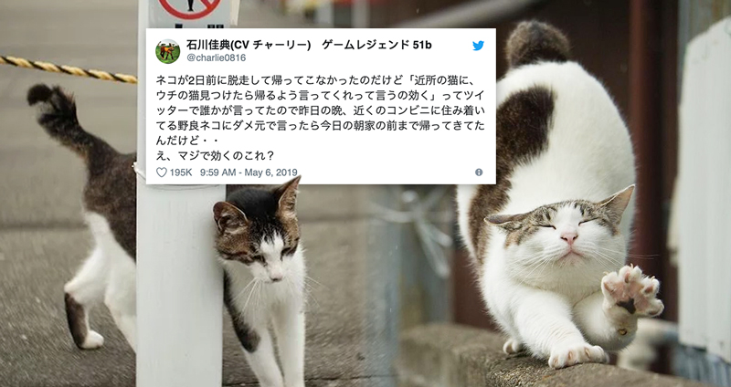 ทาสแมวญี่ปุ่นร่วมแชร์ “บอกแมวจรช่วยตามเจ้านายกลับบ้าน” ได้ผลดีอย่างไม่น่าเชื่อ!!
