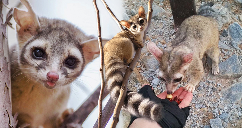 รู้จักกับ “Ringtail Cat” สัตว์หายากที่ขึ้นชื่อว่า “น่ารักที่สุดในอเมริกาเหนือ”