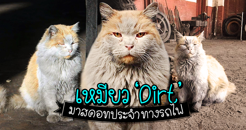 พบกับ Dirt แมวมาสคอทประจำทางรถไฟ มีหน้าตามอมแมมเสมอแม้ตอนรับแขก