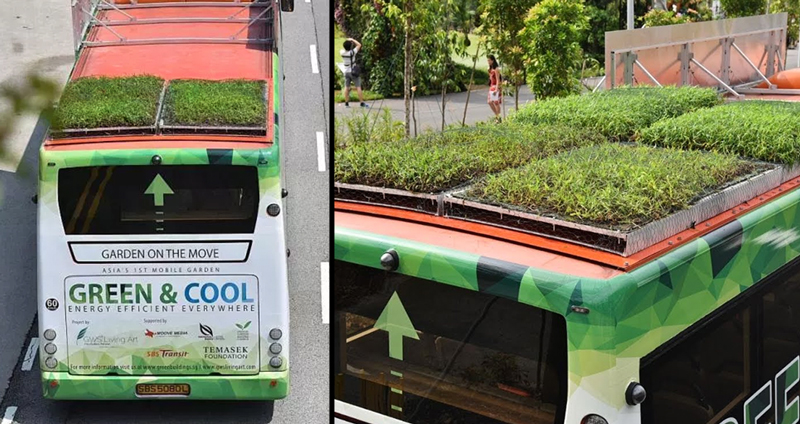 เมื่อรถเมล์สิงคโปร์ หันมาเริ่มทำ “หลังคาสีเขียว” ด้วยแนวคิดรักษ์โลก สร้างบรรยากาศชวนมอง