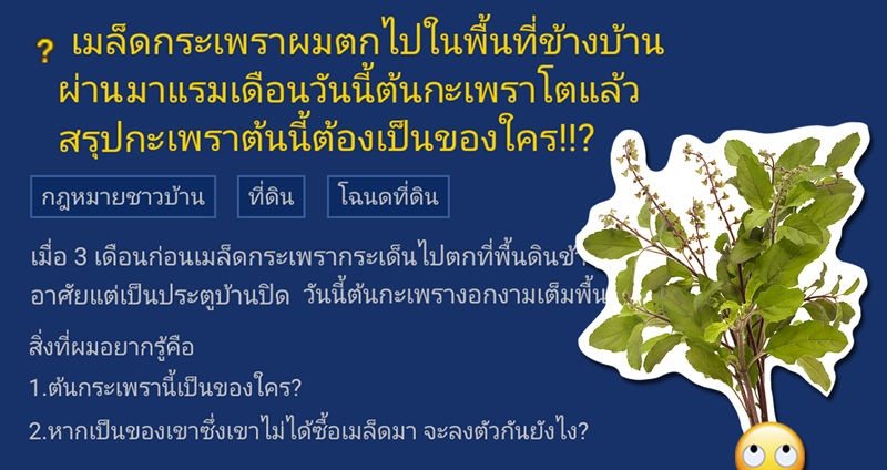 ‘เมล็ดตกไปที่ดินข้างบ้าน’ แล้วต้นกะเพราที่โตมาจะเป็นของใคร? ชาวเน็ตช่วยกันแก้ปัญหา!!