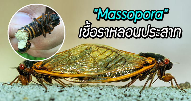 พบ “Massopora” เชื้อราหลอนประสาท ที่ทำให้จักจั่นคึกคัก จนถึงขั้นบั้นท้ายขาด