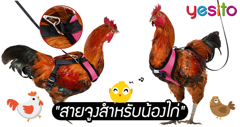 เชิญชม “สายจูงไก่” เพื่อเจ้าของที่เป็นห่วงความปลอดภัย ขณะพาไก่ไปเดินเล่น