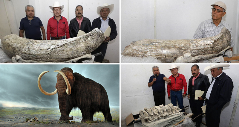 พบฟอสซิล 14,000 ปีของ แมมมอธ อูฐ และหมาป่า ถูกฝังอยู่ด้วยกันที่เม็กซิโก