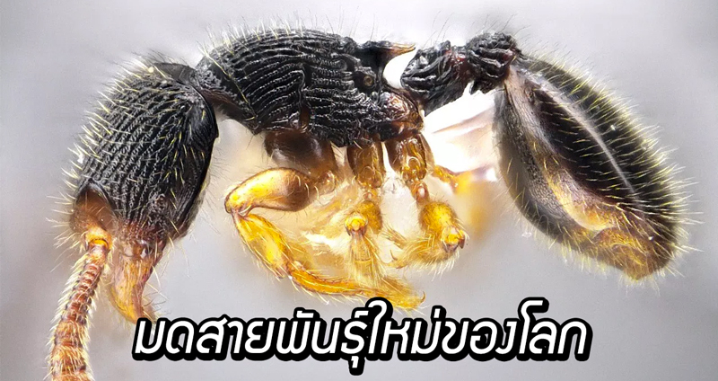 ไปรู้จัก ‘มดอาจารย์รวิน’ มดสายพันธุ์ใหม่ของโลก ถูกพบในไทย และมี ‘ชื่อคนไทย’ อยู่ในนั้น