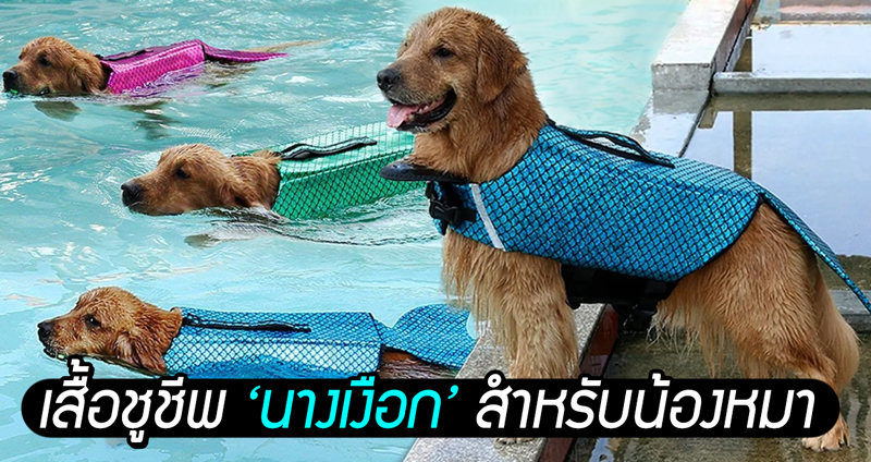 อากาศร้อนๆ พาน้องหมาไปเล่นน้ำอย่างปลอดภัย ด้วย “ชูชีพหางนางเงือก” กันเถอะ