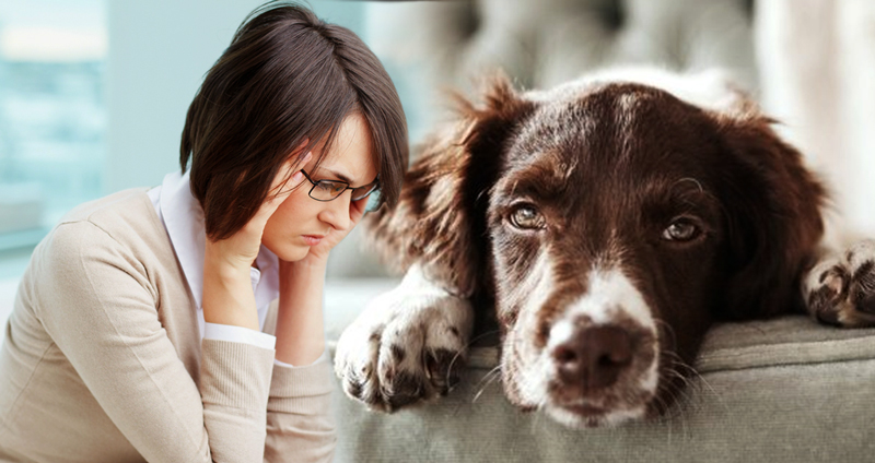 งานวิจัยเผย สุนัขจะมีระดับความเครียดสัมพันธ์กับเจ้าของ แม้ว่ามันจะมีนิสัยแบบไหนก็ตาม