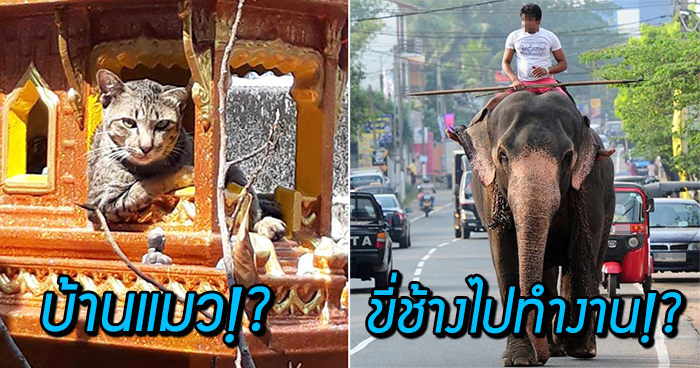17 สิ่งที่ “ชาวต่างชาติ” เข้าใจผิดเกี่ยวกับ “ประเทศไทย” จากประสบการณ์จริงสุดจี๊ด