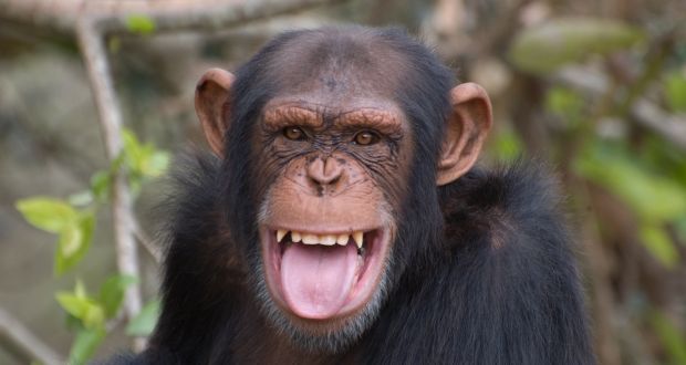ลิงชิมแปนซีจำก้นของเพื่อนได้ เหมือนการจำใบหน้าของมนุษย์
