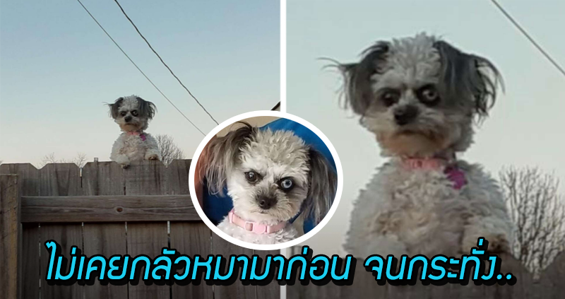 น้องหมาเกาะรั้ว ทำหน้าบูด ถูกชาวเน็ตแซว 'ไม่เคยกลัวหมามาก่อน จนกระทั่ง ...