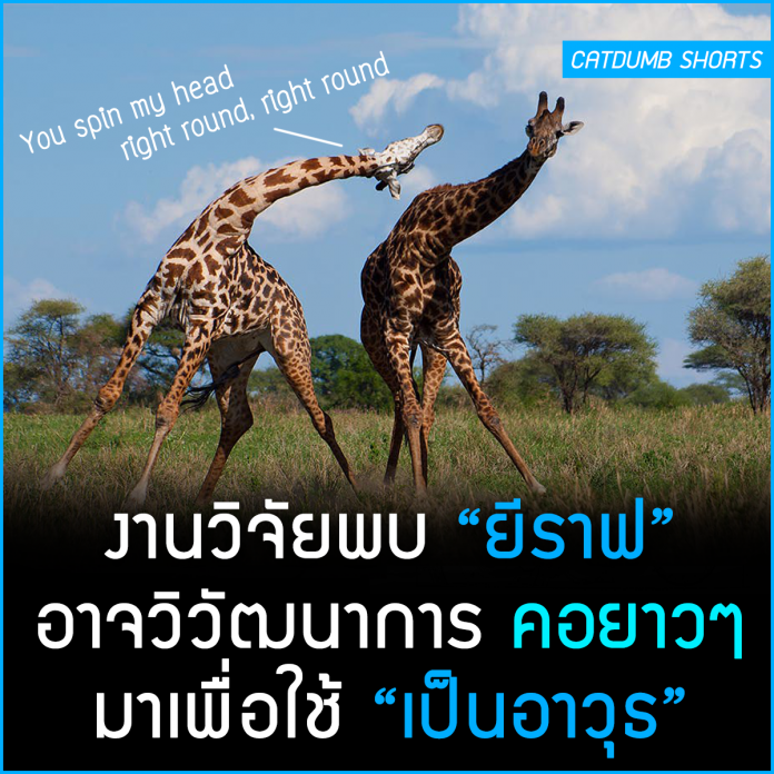 My Image 5