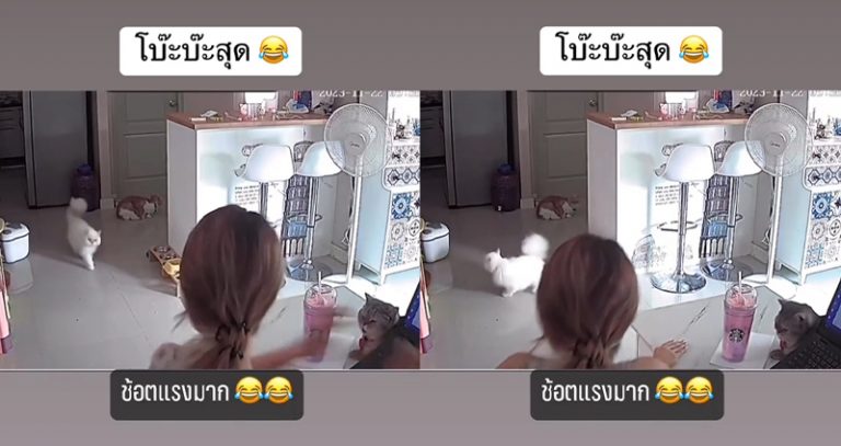ทาสเรียกน้องแมว “คนหล่อ” น้องหันหลังขวับ “แม่เรียกผมเหรอ” ทำคนเอ็นดู 