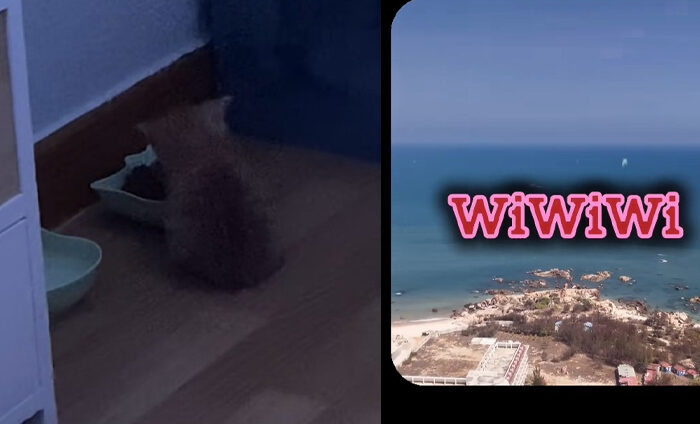 ชวนดูมีมใหม่ WiWiWi Cat การผสมผสานระหว่าง เสียงเจ้าลูกแมวส้มกินข้าว กับมีม HopelessCore