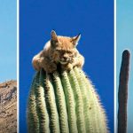 ปู่ทวด Diego เต่ายักษ์กาลาปาโกส อายุ 100 ปี ตัดสินใจแขวนไอ้โจ้ว หลังทำภารกิจช่วยเซฟเผ่าพันธุ์ รอดจากการสูญพันธุ์ได้สำเร็จ