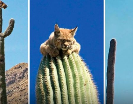 สกิลการเอาตัวรอดของแมวป่า บ็อบแคท ในทะเลทรายแอริโซนา นอนบนยอดต้นกระบองเพชร สูงเกือบ 12 เมตร ปลอดภัยจากนักล่า