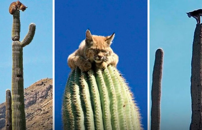 สกิลการเอาตัวรอดของแมวป่า บ็อบแคท ในทะเลทรายแอริโซนา นอนบนยอดต้นกระบองเพชร สูงเกือบ 12 เมตร ปลอดภัยจากนักล่า