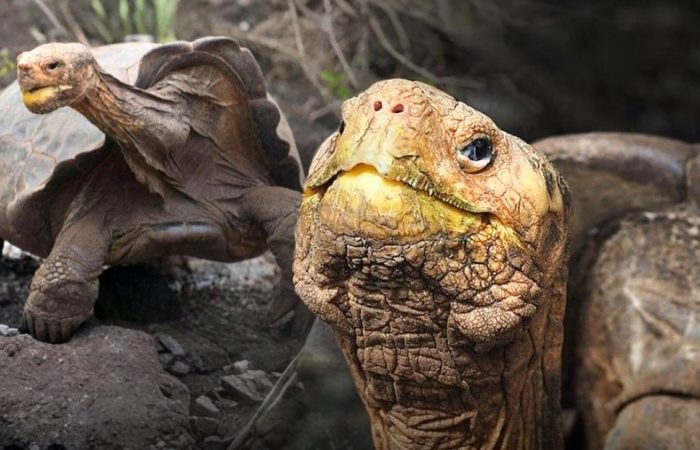 ปู่ทวด Diego เต่ายักษ์กาลาปาโกส อายุ 100 ปี ตัดสินใจแขวนไอ้โจ้ว หลังทำภารกิจช่วยเซฟเผ่าพันธุ์ รอดจากการสูญพันธุ์ได้สำเร็จ