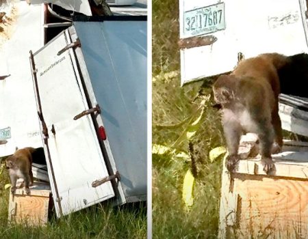 ยังกับหนังกำเนิดพิภพวานร! รถบรรทุกลิงทดลองคว่ำ ทำให้กลุ่มลิงทดลองหลุด บางตัวมีเชื้อไวรัสเสี่ยงต่อมนุษย์