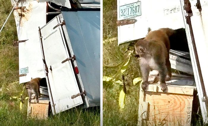 ยังกับหนังกำเนิดพิภพวานร! รถบรรทุกลิงทดลองคว่ำ ทำให้กลุ่มลิงทดลองหลุด บางตัวมีเชื้อไวรัสเสี่ยงต่อมนุษย์