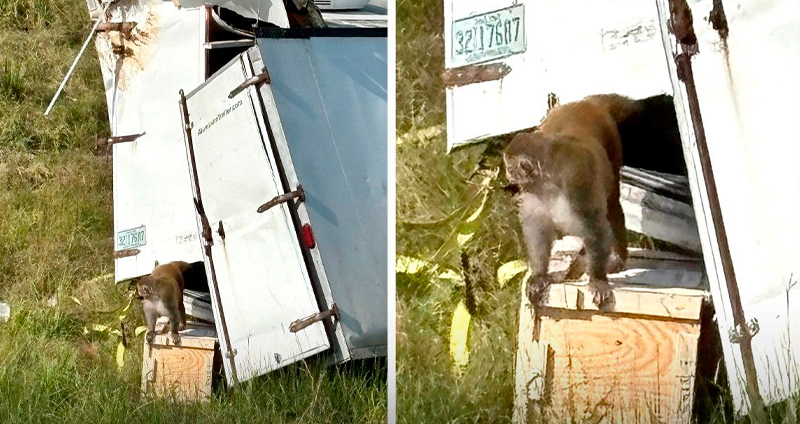 ยังกับหนังกำเนิดพิภพวานร! รถบรรทุกลิงทดลองคว่ำ ทำให้กลุ่มลิงทดลองหลุด บางตัวมีเชื้อไวรัสเสี่ยงต่อมนุษย์