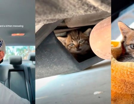 พ่อหนุ่มกำลังหาสัตว์เลี้ยง แต่ยังไม่เจอตัวที่ถูกใจสักที จนพระเจ้ารำคาญ ส่งลูกแมวมาติดอยู่ใต้ท้องรถ ได้เลี้ยงสมใจ!