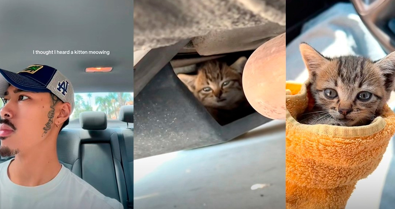 พ่อหนุ่มกำลังหาสัตว์เลี้ยง แต่ยังไม่เจอตัวที่ถูกใจสักที จนพระเจ้ารำคาญ ส่งลูกแมวมาติดอยู่ใต้ท้องรถ ได้เลี้ยงสมใจ!