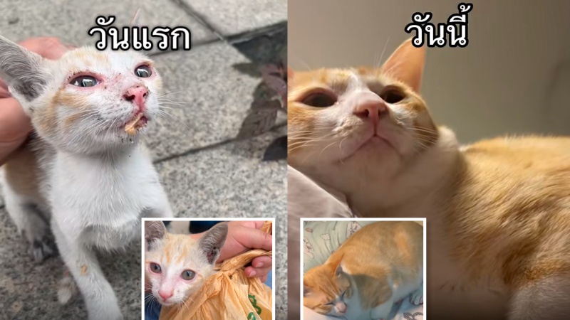 สาวเล่าประสบการณ์ ช่วยแมวจร จากตัวกระเปี๊ยก ดูป่วยโทรมสุด ๆ สู่การเป็น อึ่งไข่สีส้ม ในวันนี้