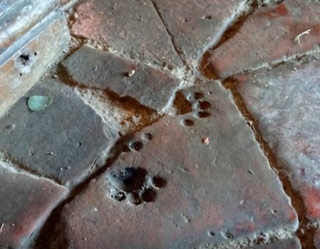 รอยเท้าแมวจากยุคกลาง ฝากฝังไว้ บนก้อนอิฐ ในโบสถ์ St. James  ที่อังกฤษ สร้างมาตั้งแต่ศตวรรษ ที่ 12 ข้ามเวลา 800 ปี ให้คนได้เชยชม