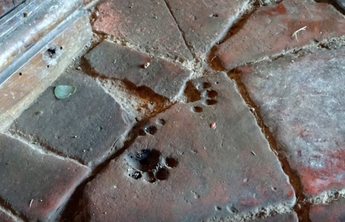 รอยเท้าแมวจากยุคกลาง ฝากฝังไว้ บนก้อนอิฐ ในโบสถ์ St. James  ที่อังกฤษ สร้างมาตั้งแต่ศตวรรษ ที่ 12 ข้ามเวลา 800 ปี ให้คนได้เชยชม