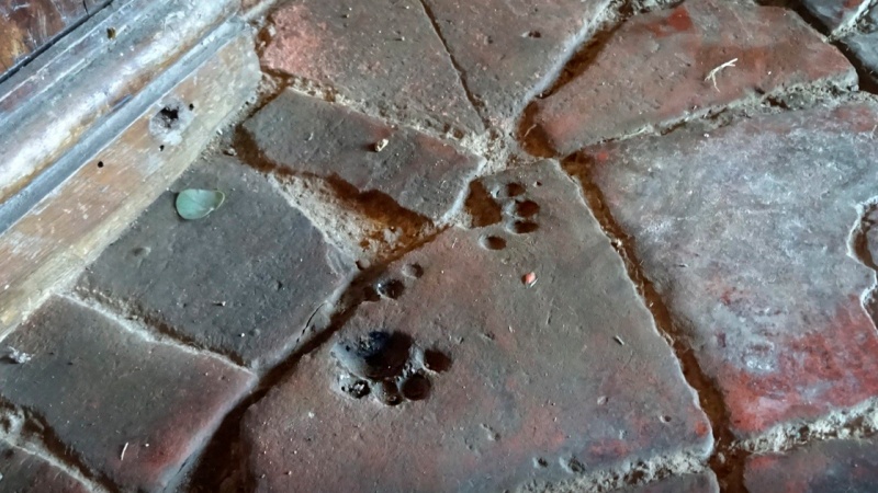 รอยเท้าแมวจากยุคกลาง ฝากฝังไว้ บนก้อนอิฐ ในโบสถ์ St. James  ที่อังกฤษ สร้างมาตั้งแต่ศตวรรษ ที่ 12 ข้ามเวลา 800 ปี ให้คนได้เชยชม